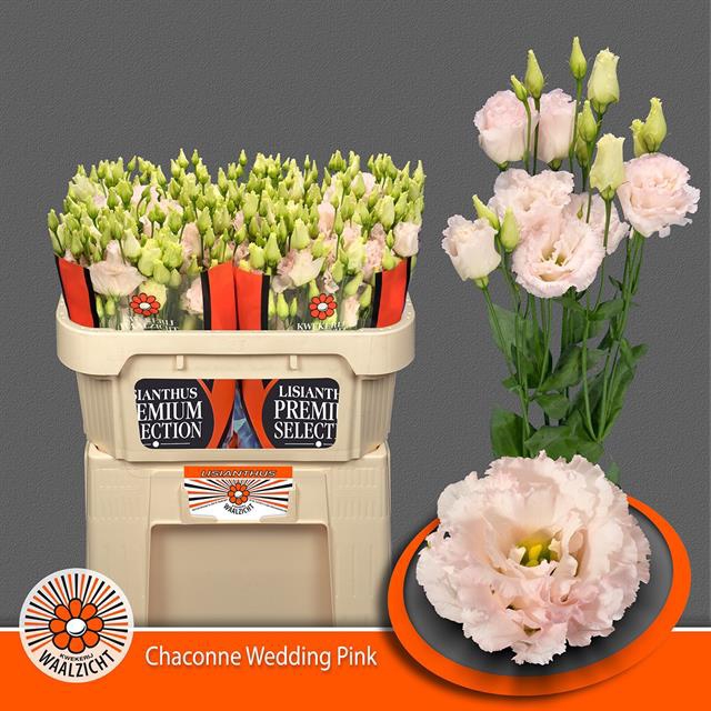 <h4>Lisianthus do chaconne wedding pink</h4>