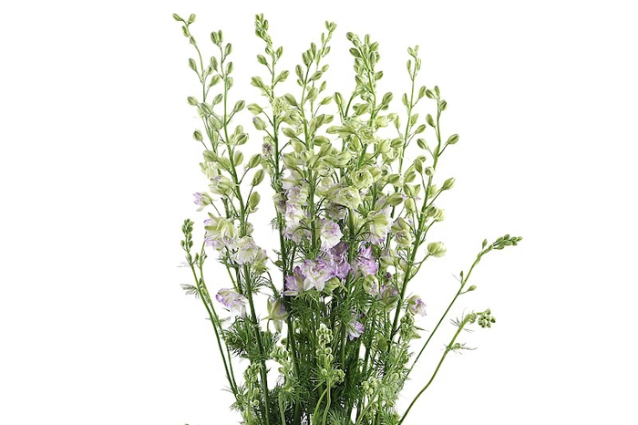 <h4>Delphinium Ridderspoor Lavender</h4>