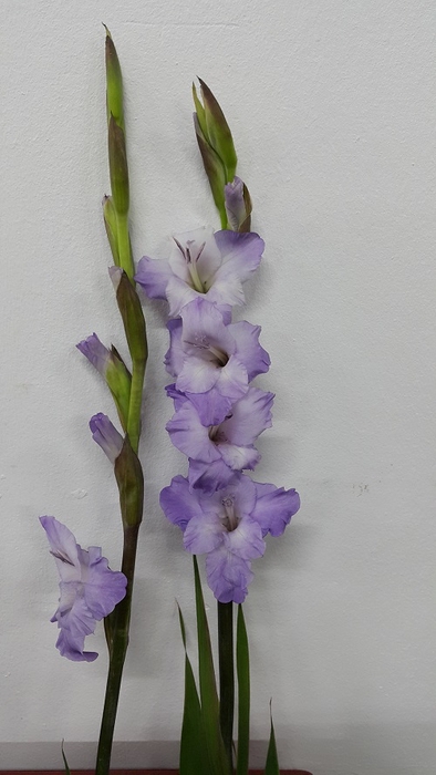 Gladioli Purple