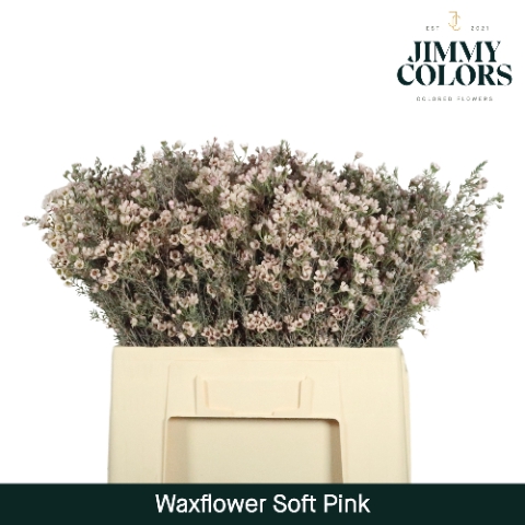 <h4>Waxflower L60 Klbh. Licht roze</h4>