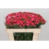 Dianthus Br Am Sweet Will Coral