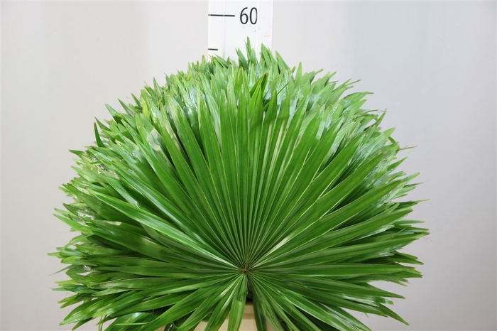 <h4>Dec Livingstonia Rotundifolia</h4>
