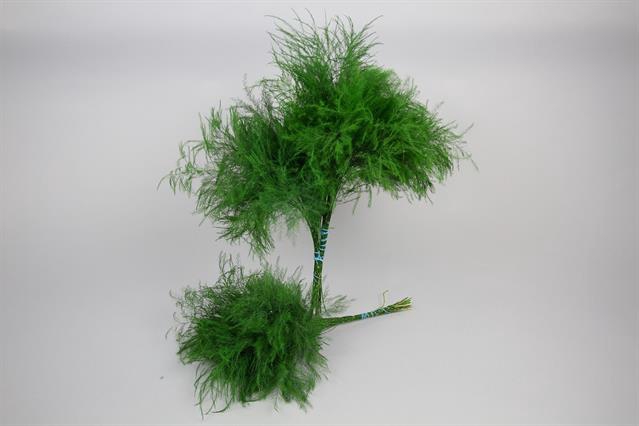 <h4>Leaf treefern (asparagus virgatus)</h4>