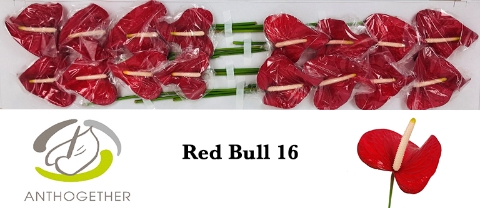 <h4>ANTH A RED BULL 16</h4>