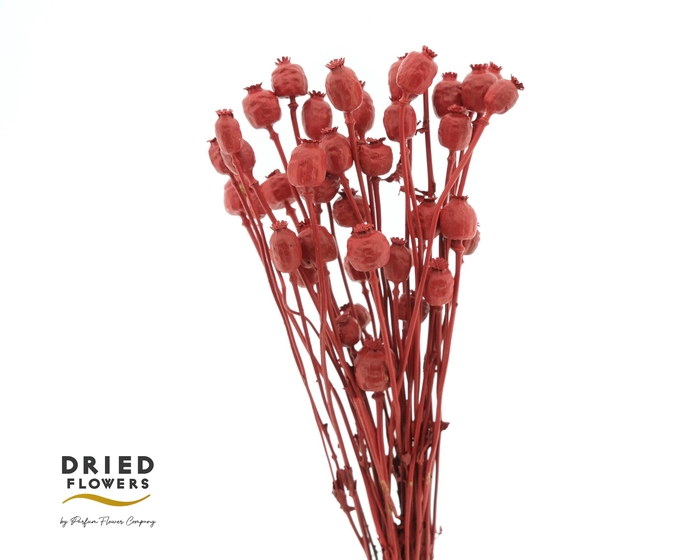 <h4>Dried papaver red</h4>