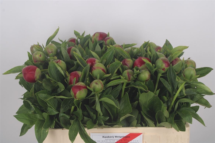 <h4>Paeonia Red Charm</h4>