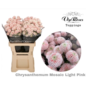 Chrys sp paint mosaic pink light