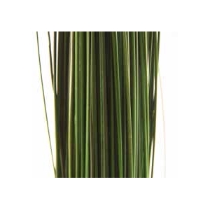 Ginerium green oriental stabi