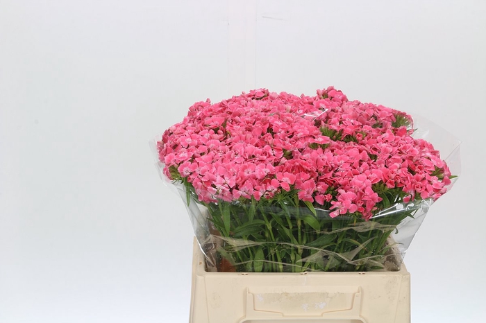 <h4>Dianthus Br Sweet Will Coral</h4>
