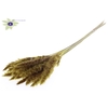 Fluffy Pampas L80 10 st/bunch Yellow