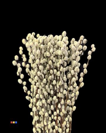 <h4>Salix Pussy Willow Neon Yellow</h4>