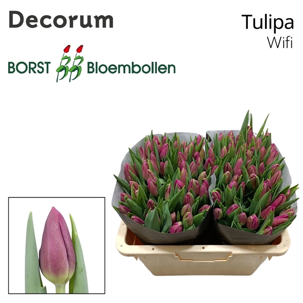 <h4>Tulipa si wifi</h4>