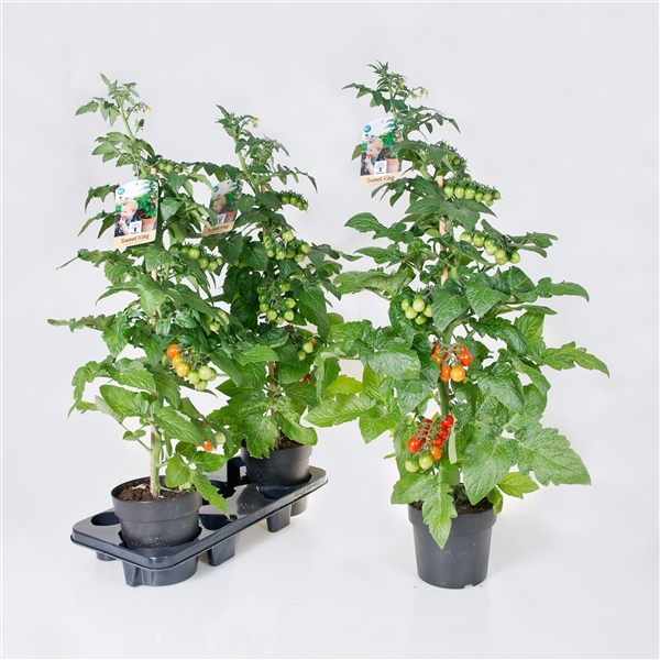 <h4>Farmzy® Sweet King, tomato plant</h4>