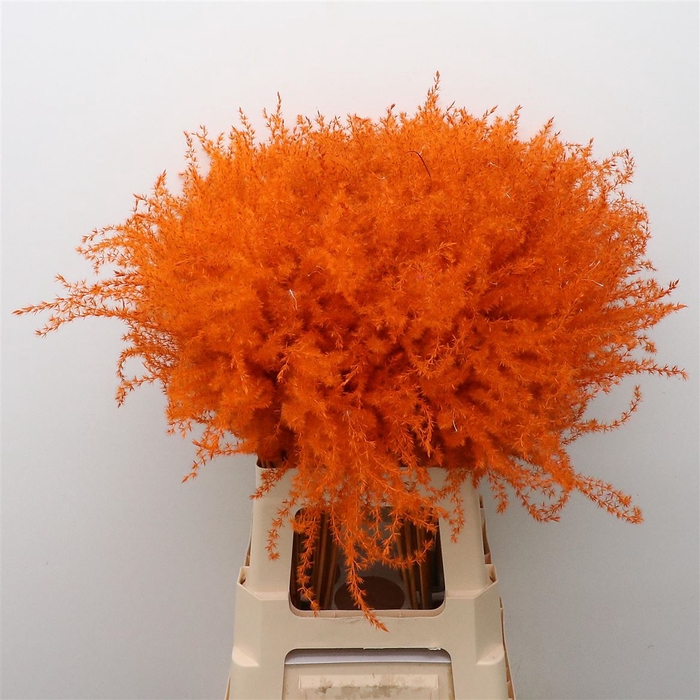Dried Stipa Feather Orange