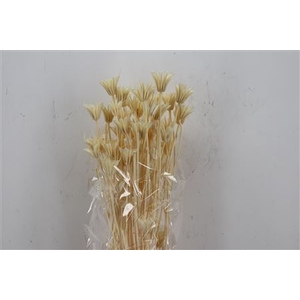 DRIED NIGELLA ORIENT BLEACHED POLY