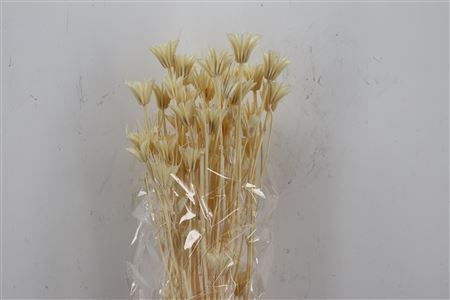 DRIED NIGELLA ORIENT BLEACHED POLY