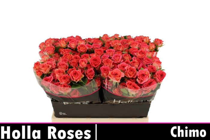 <h4>Rosa sp chimo</h4>