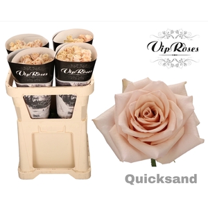 Rosa la quicksand