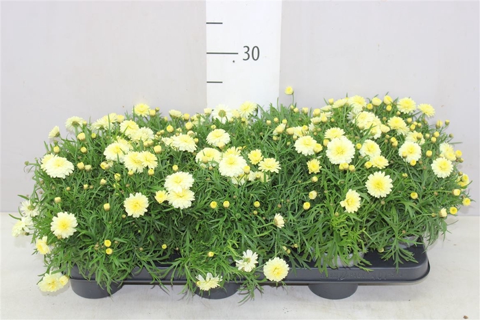 <h4>Argyranthemum Frutesc La Rita Yellow</h4>