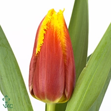 <h4>Tulipa fr davenport</h4>