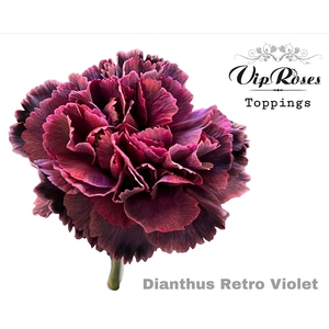 Dianthus st paint retro violet