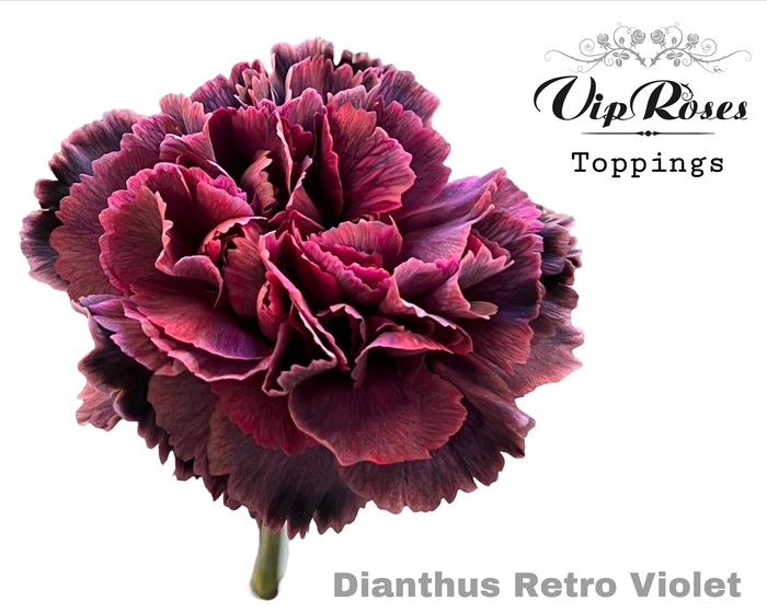 <h4>Dianthus st paint retro violet</h4>