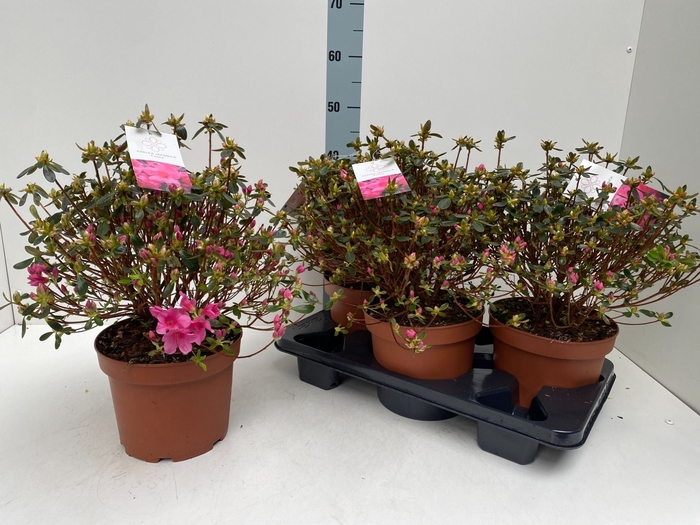 <h4>Rhododendron Japanse Azalea</h4>
