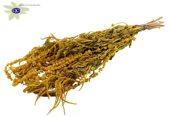 <h4>Hang amaranthus ±60cm p/bunch yellow</h4>