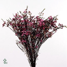 <h4>Chame Early Purple 70cm</h4>