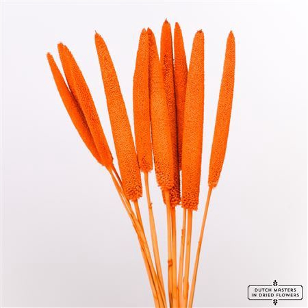 <h4>Dried Babala 10pc Orange Bunch</h4>