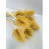 Dried Echinops Bleached Yellow (8st P Bunch)