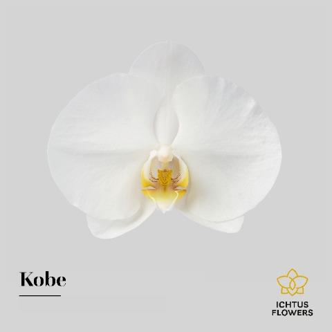 <h4>Phalaenopsis kobe (per flower)</h4>
