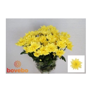Chrysanthemum spray Baltica Yellow