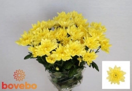 Chrysanthemum spray Baltica Yellow