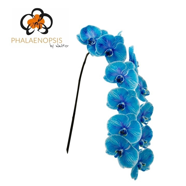 <h4>Phalaenopsis paint blue</h4>