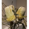 Banksia Tint Speciosa