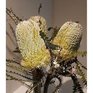 Banksia Natural Hookeriana