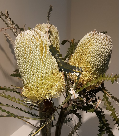 Banksia Natural Hookeriana