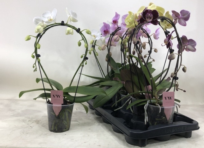 <h4>Phalaenopsis mix p12</h4>