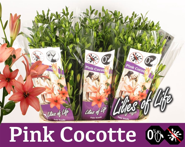 <h4>Li Az Pink Cocotte</h4>