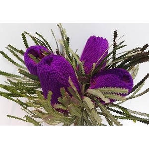 Banksia Speciosa Tint Assorted (Large)