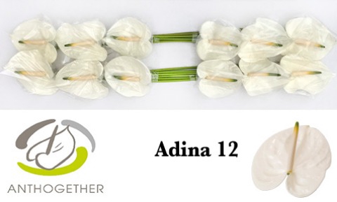 <h4>ANTH A ADINA 12.</h4>