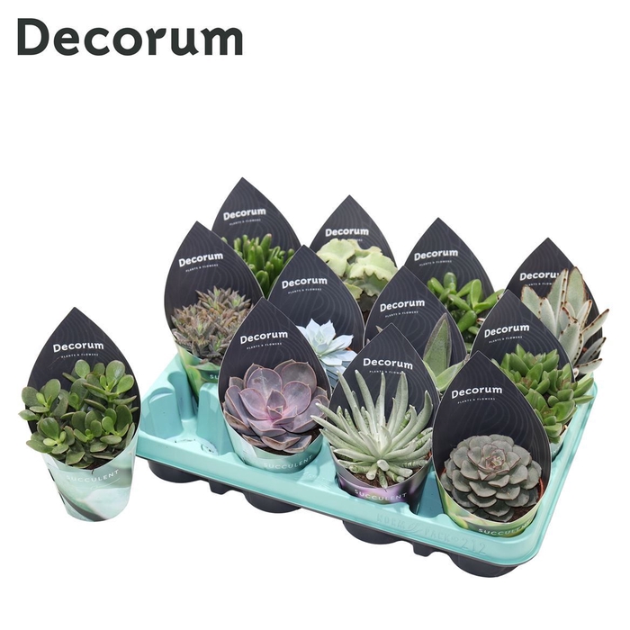 <h4>Succulenten Mix (12spc.) (decorum) Decorum Potcover</h4>