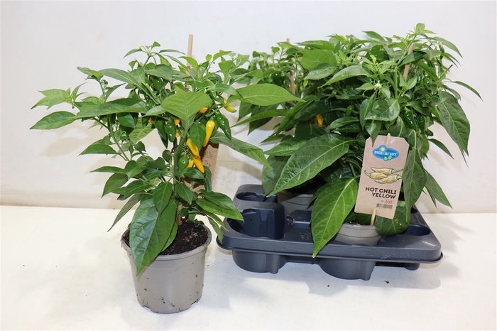 <h4>arr8 Peper Plant Hot Chili Yellow</h4>