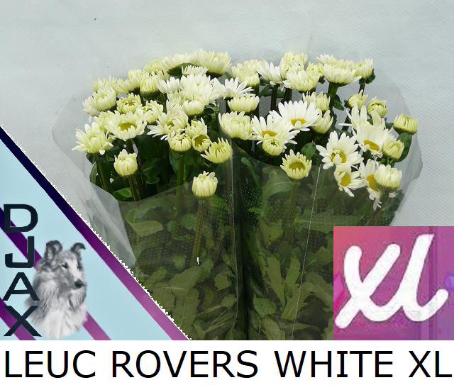 <h4>Leucanthemum rovers white</h4>