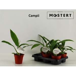 Philodendron Campii 12Ø 25cm