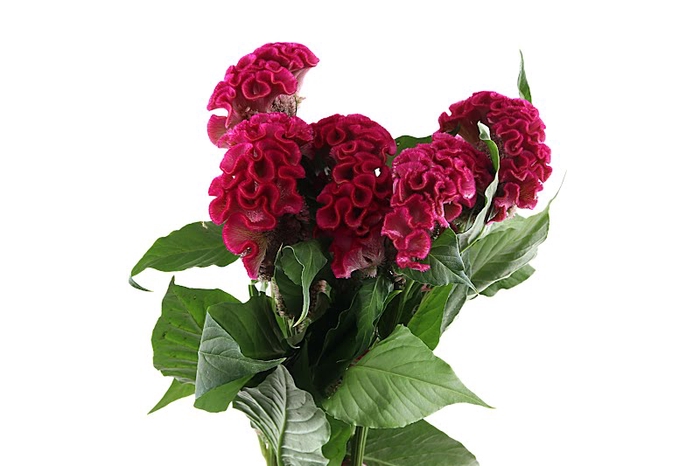 <h4>Celosia Pink Act Rima</h4>