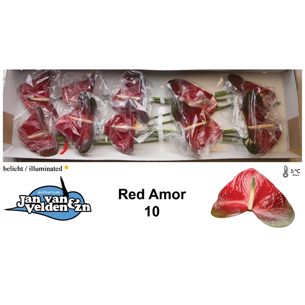 Red Amor 10