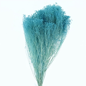 Dried Broom Bloom Baby Blue