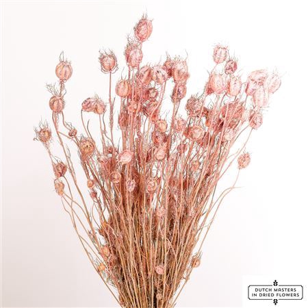 <h4>Dried Nigella Frosted Pink Bunch</h4>